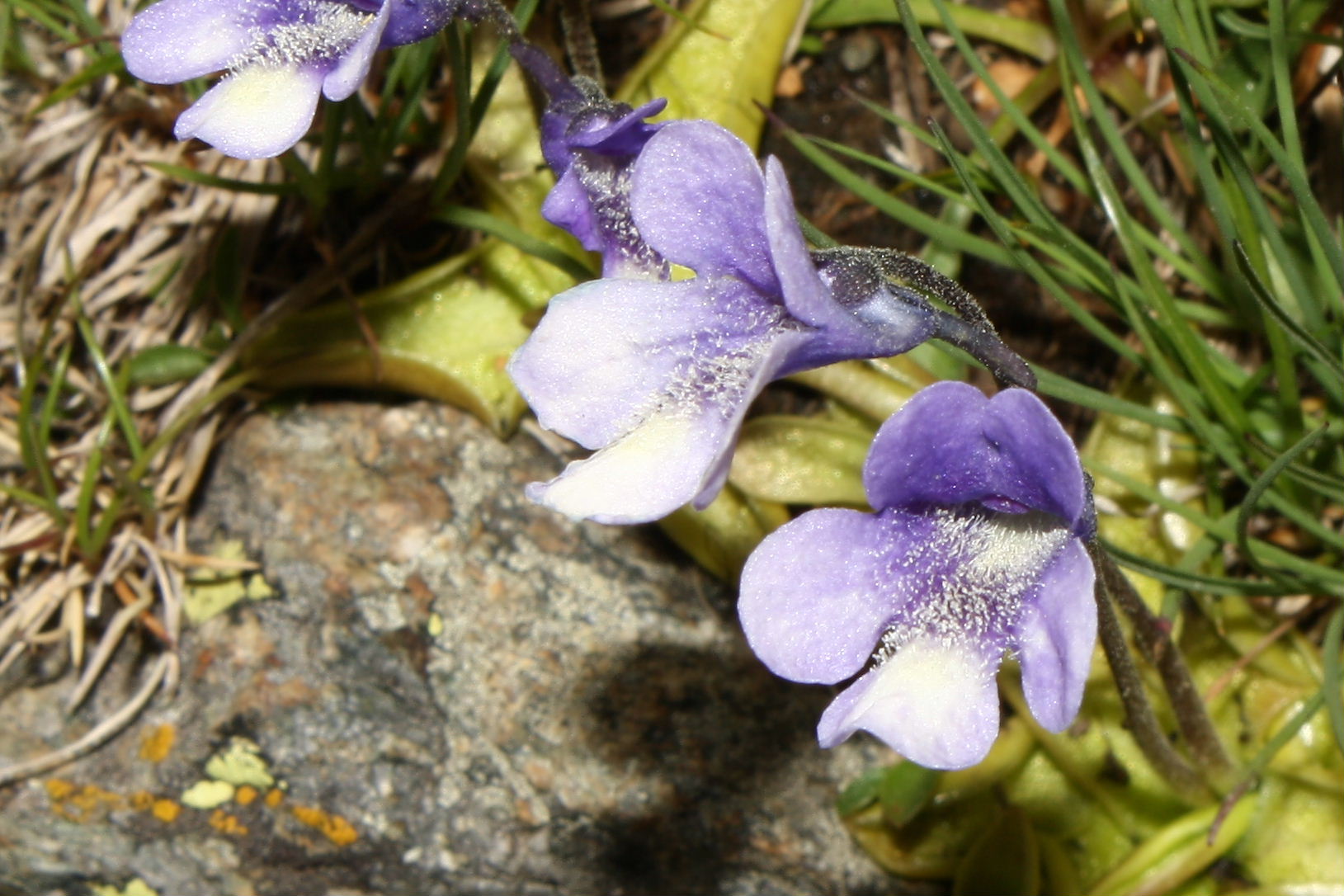 Pinguicula leptoceras / Erba unta bianco maculata